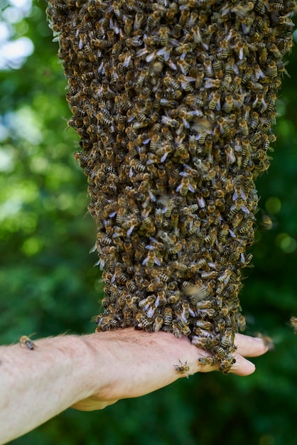 Bee colony on a tree touched by hand