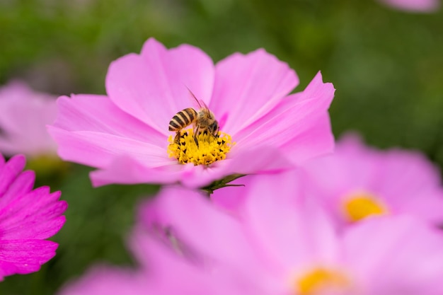 コスモスの花に蜂