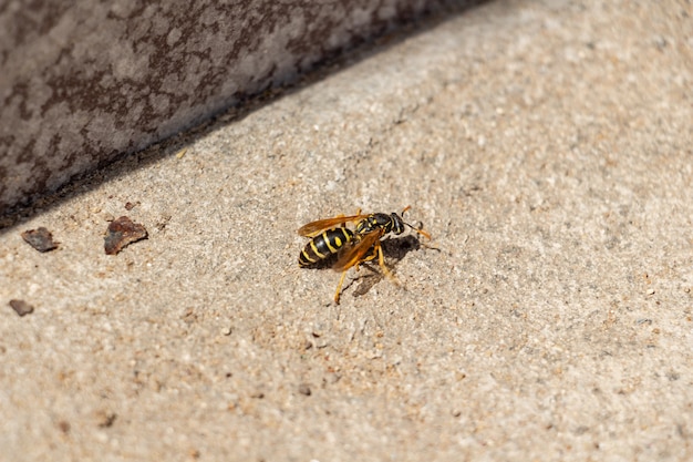 Bee crawling on concrete closeup honey insect