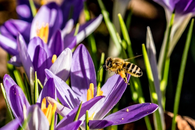 Photo bee at crocus