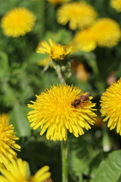 A bee on a dandelion flower in a field