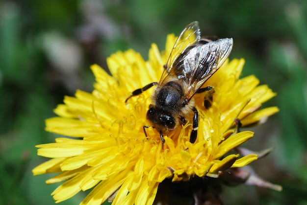 Bee on dandelion flower