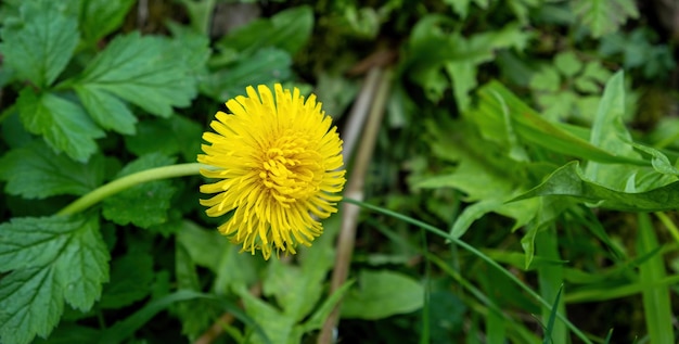 タンポポの花に蜂