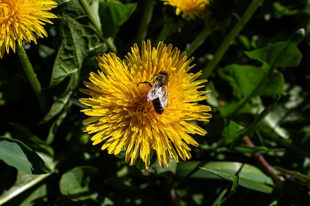 Пчела на цветах одуванчика в траве