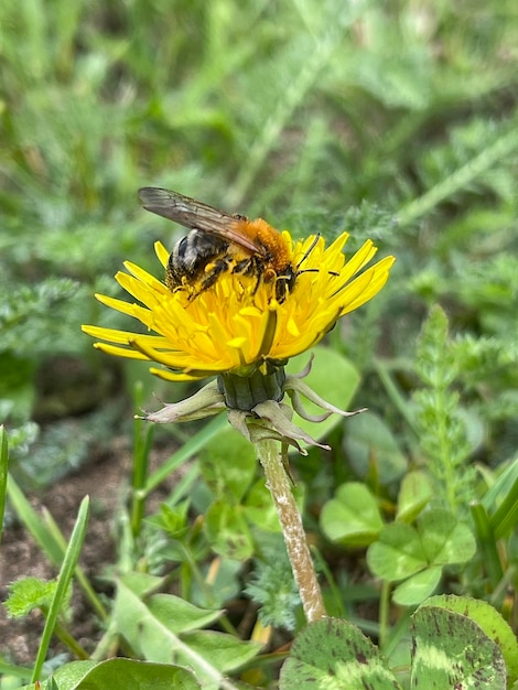 Photo a bee on a dandelion with a yellow flower in the foreground.