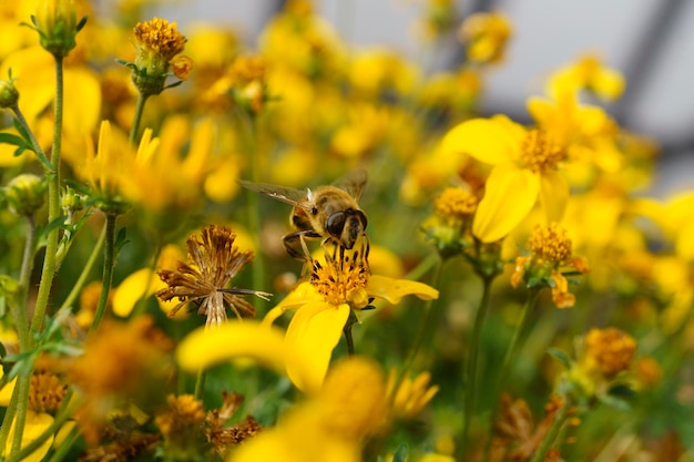 A bee drinks nectar from flowers in a flower bed