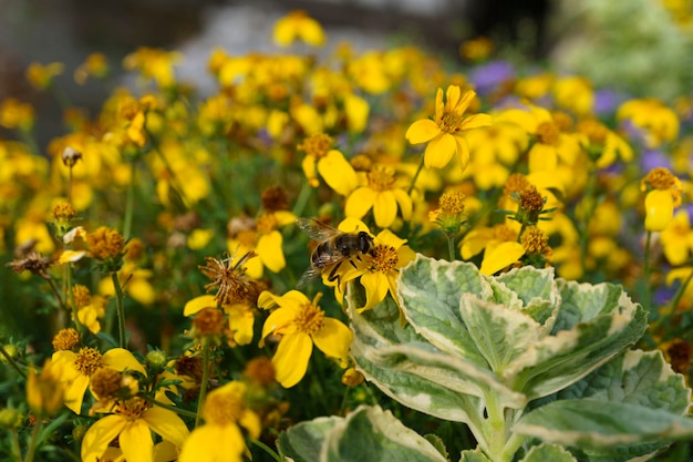 A bee drinks nectar from flowers in a flower bed