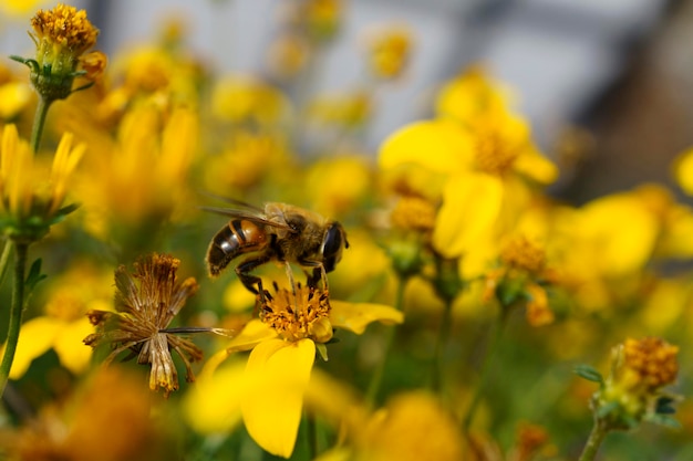 A bee drinks nectar from flowers in a flower bed