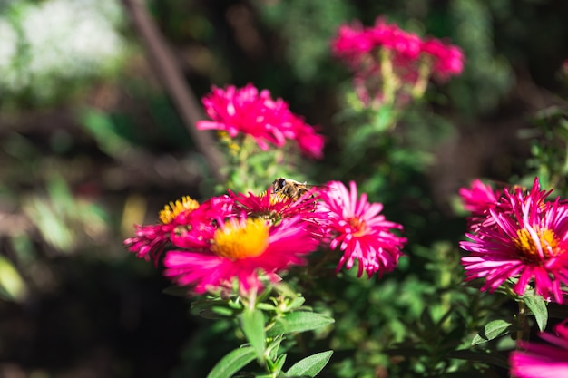 Bee drinkt nectar van herfstbloemen