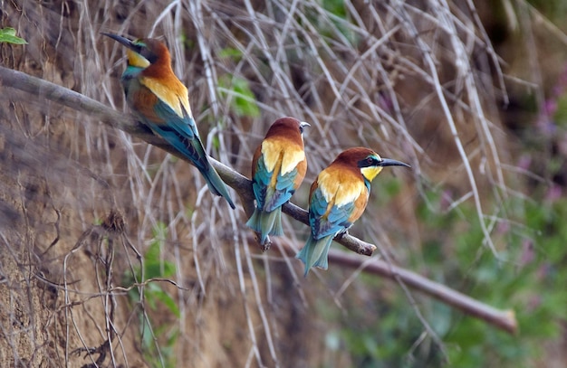 Bee eater birds (merops apiaster) in various postures