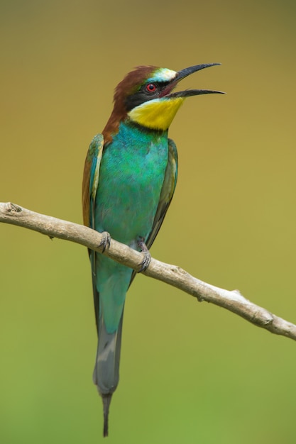 Bee-eater on a branch