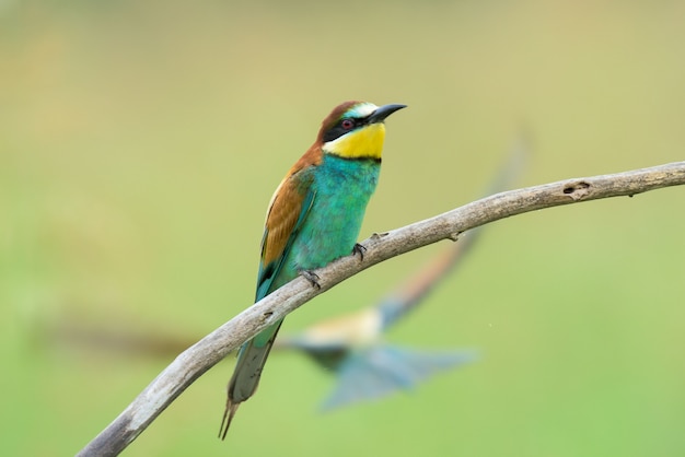 Bee-eater on a branch