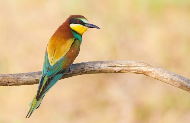 The bee-eater in the early morning sits on a branch