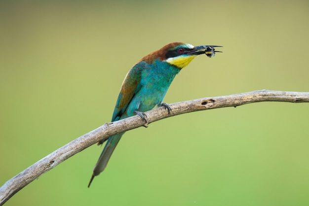 Bee-eater eating an insect