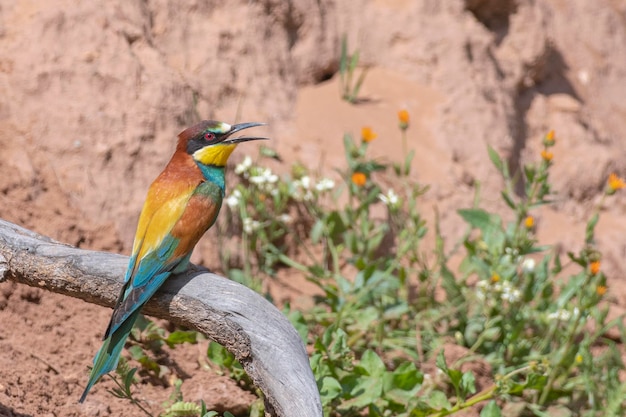 Пчелоед (Merops apiaster) Малага, Испания