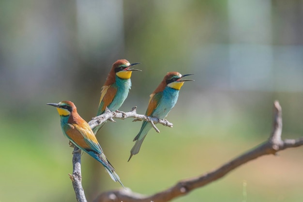 ハチクイ（Merops apiaster）スペイン、マラガ