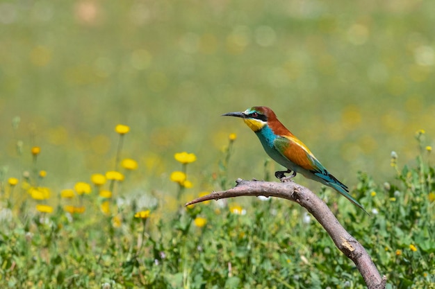 ハチクイ（Merops apiaster）スペイン、マラガ