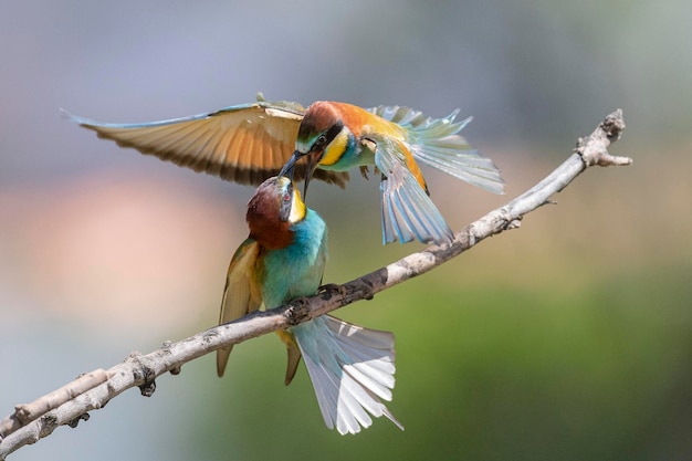 ハチクイ（Merops apiaster）スペイン、マラガ