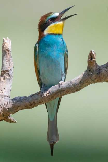 Bee-eater (Merops apiaster) 말라가, 스페인