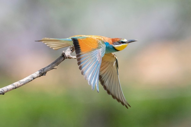 ハチクイ（Merops apiaster）スペイン、マラガ