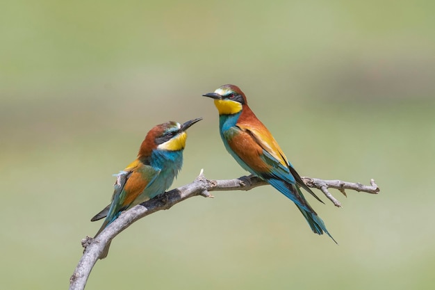 ハチクイ（Merops apiaster）スペイン、マラガ