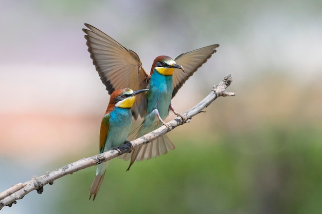 ハチクイ（Merops apiaster）スペイン、マラガ