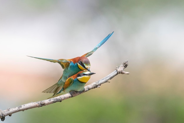 ハチクイ（Merops apiaster）スペイン、マラガ