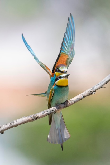 ハチクイ（Merops apiaster）スペイン、マラガ