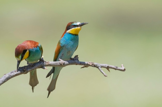 ハチクイ（Merops apiaster）スペイン、マラガ