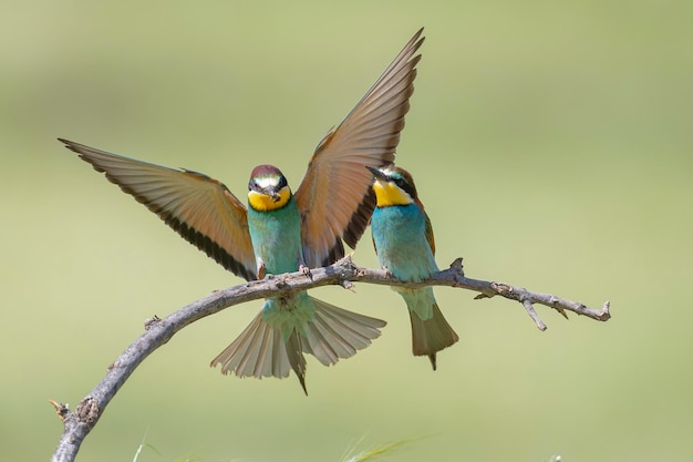 ハチクイ（Merops apiaster）スペイン、マラガ