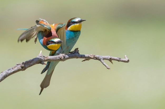 ハチクイ（Merops apiaster）スペイン、マラガ