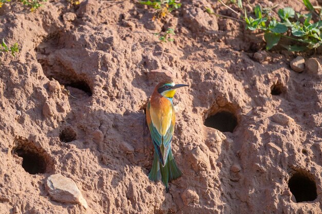 ハチクイ（Merops apiaster）スペイン、マラガ