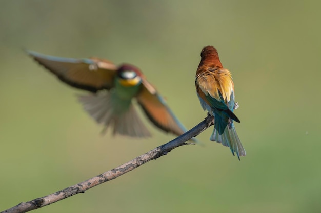 ハチクイ（Merops apiaster）スペイン、マラガ