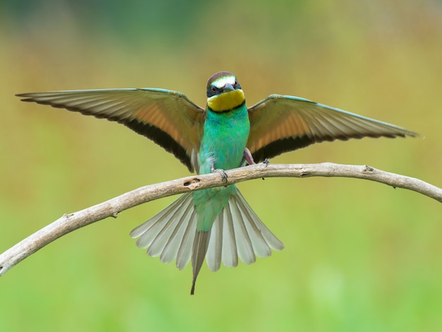 Bee-eater spreading wings