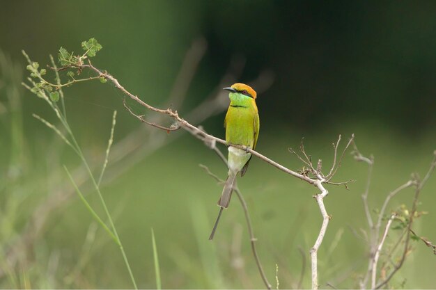 Photo bee eater in thailand