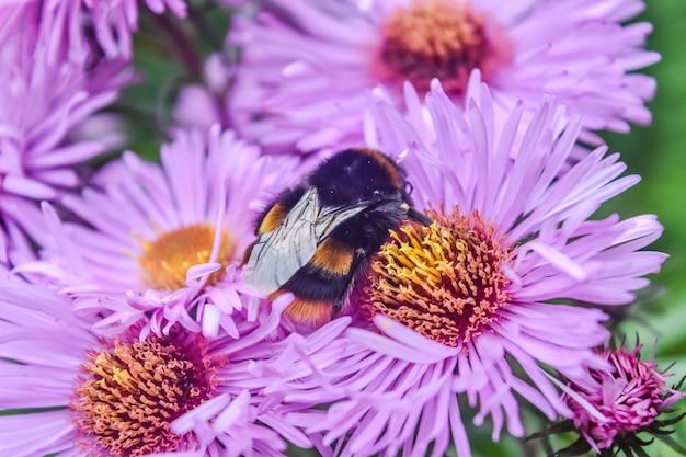 Aster amellus、ヨーロッパのミカエル・デイジーから蜂蜜を食べるミツバチ