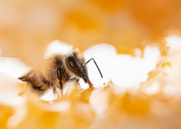 Bee eating honey with its tongue View through pieces of honeycomb