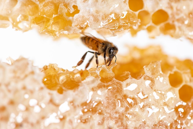 Bee eating honey with its tongue View through pieces of honeycomb