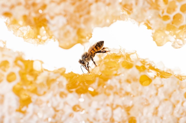 Bee eating honey with its tongue View through pieces of honeycomb