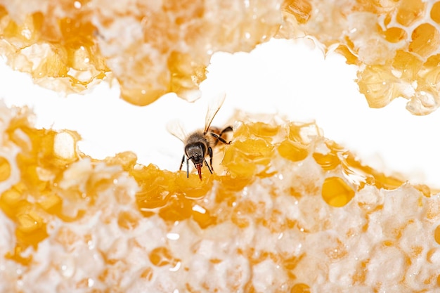 ハチの巣の破片を通してその舌で蜂蜜を食べるミツバチ