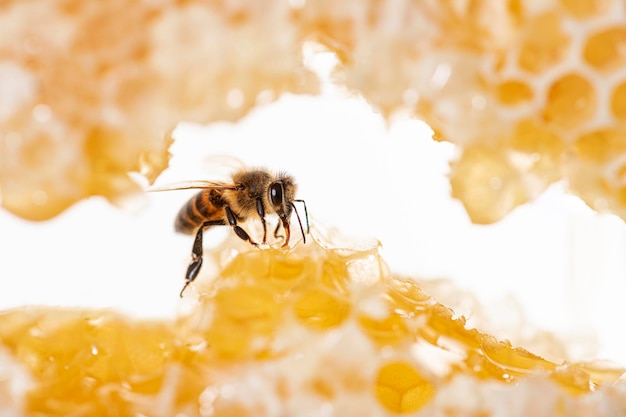 Bee eating honey with its tongue View through pieces of honeycomb