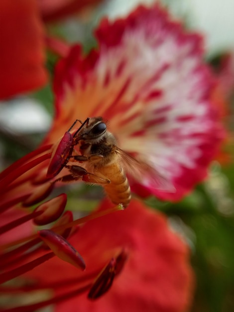 Foto le api mangiano e lavorano per la primavera sul fiore