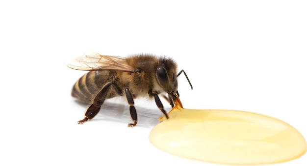 蜂は、白い背景で隔離の蜂蜜を食べる