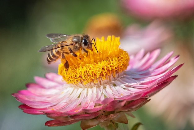 蜂はわらの花で甘い見つける