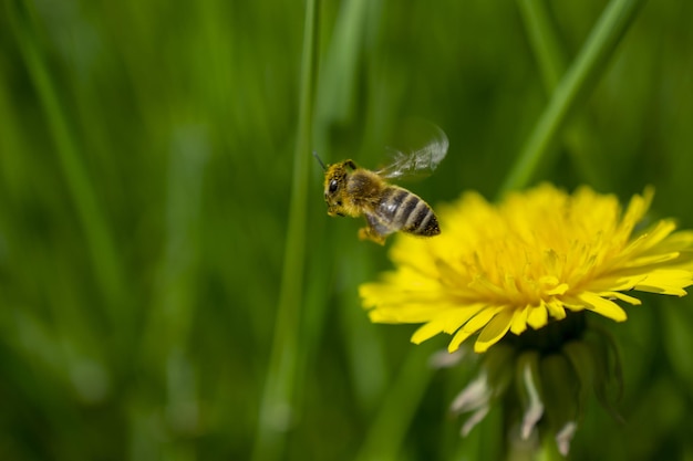 A bee flies over a dandelion flower.