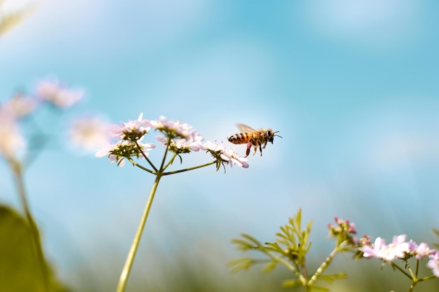 A bee flies over a flower in the garden.