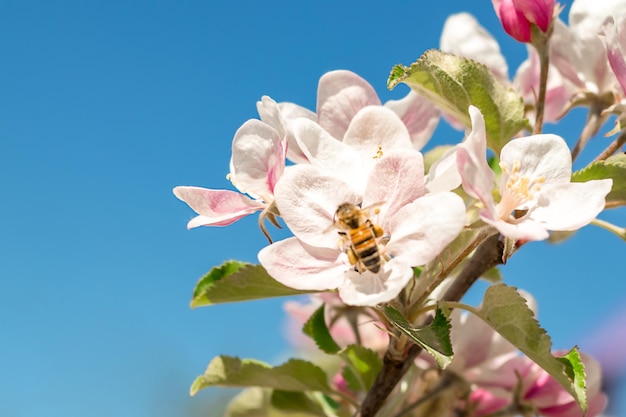 青空 Copyspace に対してリンゴの木のクローズ アップの花に蜂が飛ぶ