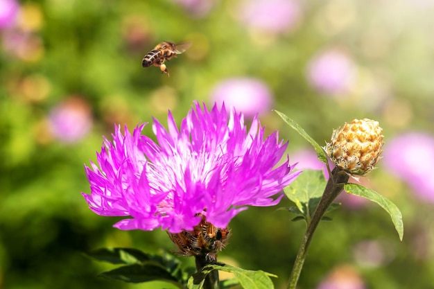 A bee flies over a purplewhite cornflower with a bud in the sun