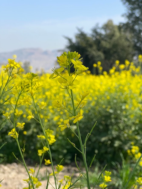 A bee flies through a field of mustard.