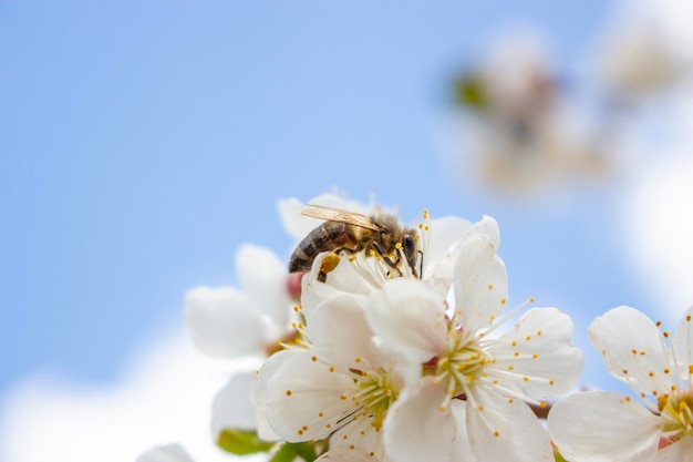 Bee on a flower on a background of the sky